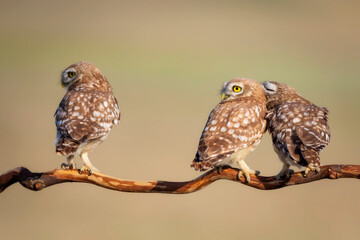 Obraz premium Little owls. (Athene noctua). Nature background. 