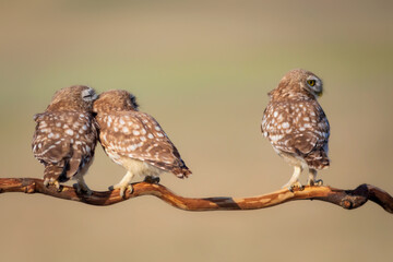 Little owls. (Athene noctua). Nature background.  