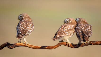 Little owls. (Athene noctua). Nature background.  
