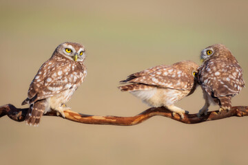 Little owls. (Athene noctua). Nature background.  
