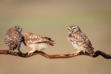 Little owls. (Athene noctua). Nature background.  