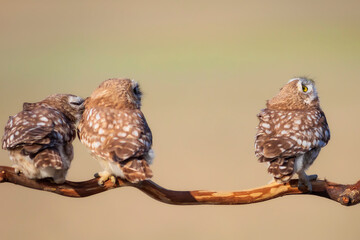 Little owls. (Athene noctua). Nature background.  