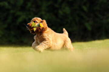 English Cocker Spaniel, golden puppy playing with a sunflower flower. Little golden puppy at play in the garden. Little puppy running and playing with a flower in the green grass.