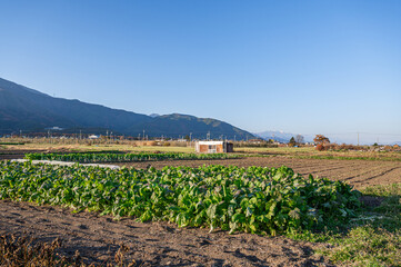Fototapeta na wymiar 田舎の野菜畑と山並み