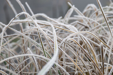 white frosty frosty grass, close - up view