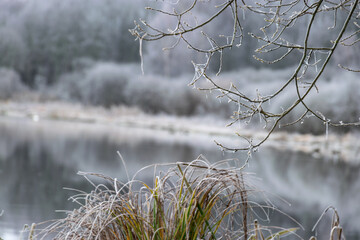 peaceful misty lake landscape with fog and grass and tree branches in the foreground