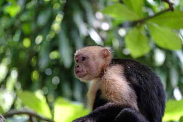 White faced Capuchin monkey in the Costa Rican jungle also known
