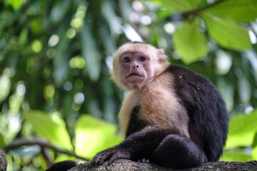 White faced Capuchin monkey in the Costa Rican jungle also known as organ monkey