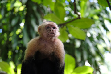 Naklejka premium White faced Capuchin monkey in the Costa Rican jungle also known