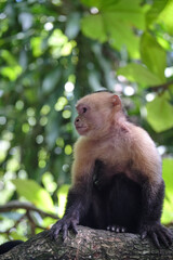 White faced Capuchin monkey in the Costa Rican jungle also known as organ monkey