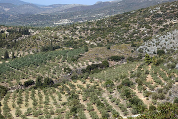 Greece. Landscape of the Archeologic site: Citadel  of Mycene