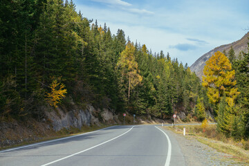 Colorful autumn landscape with larches with yellow branches along mountain highway. Coniferous forest with yellow larch trees along mountain road in autumn colors. Highway in mountains in fall time.