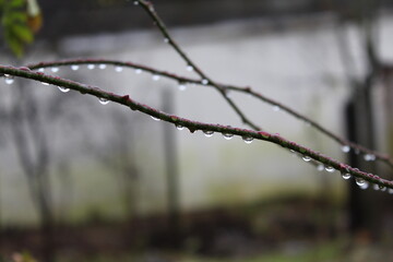 frost on a tree