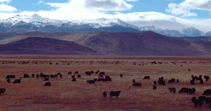 Aerial Drone View Of Cattle on ranch in Nevada
