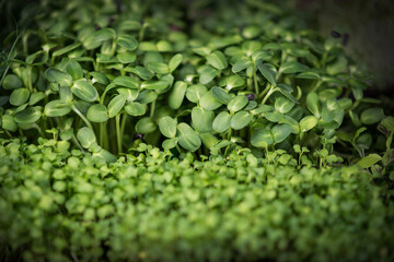 microgreen background