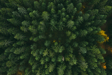 Aerial view of forest in autumn with green trees. Drone photography.