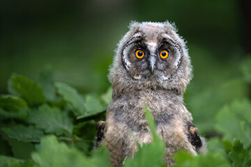 An eared owl in the forest sits on a branch.