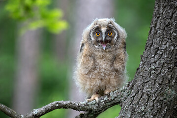 An eared owl in the forest sits on a branch.