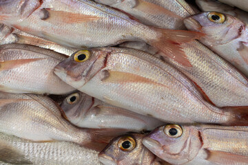 Fresh sea fish on the counter at a fish store.
