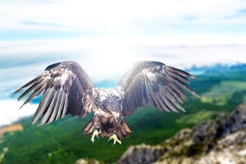 Eagle flies at high altitude with wings outstretched in the mountains.