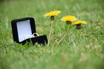 Anillos de bodas en caja negra al lado de flores amarillas y cesped verde