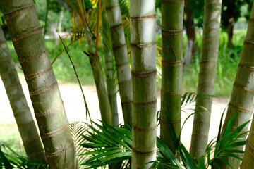 Obraz premium Grove of Bamboo trees in Curu Costa RIca