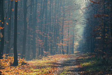 beech forest in autumn scene