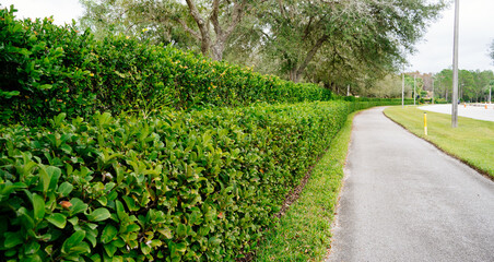 Green plant wall of a Florida community	
