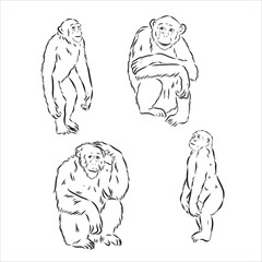 Hand-drawn black and white sketch of chimpanzee on a white background. Wild life. Wild animals. Black and white chimpanzee, chimp, monkey