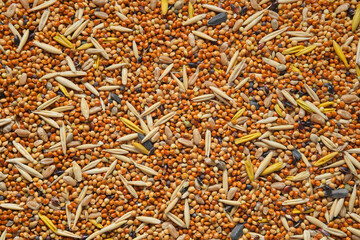 Birdseed, poultry feed - millet with the addition of oat grains, sunflower seeds, seeds of wild cereals. Top view, flat lay.