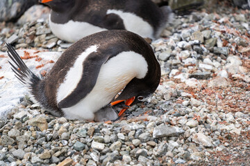 Fototapeta premium Gentoo Penguin on nest in Antarctica