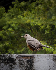 atlantic forest bird Turdus AKA sabiá