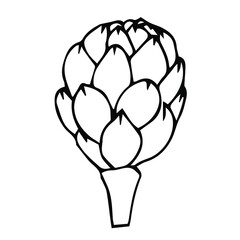 Artichoke half vector illustration, hand drawing doodle