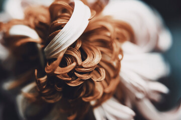 Macro Close Up Photo of Dried Flower for Art Prints