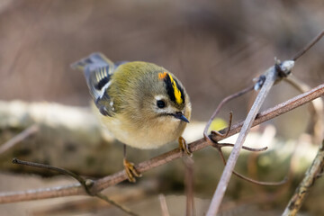 Goldcrest bird sitting on a twig, Regulus regulus, bird with a yellow stripe on its head, smallest bird in Europe, tiny, fast and agile bird with a yellow crest
