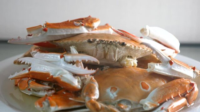 Close up of cooked steamed spotted crabs on white plate with steam. Prepared hot delicious gourmet whole shellfish blue swimming crab. Ready to eat tasty crab meat. Healthy seafood. 4k