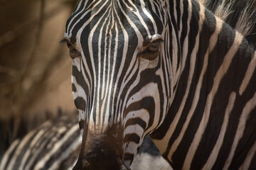 Fototapeta na wymiar Zebra in Kenya in the savannah, Africa. Zebras are African equines with distinctive black-and-white striped coats. Family Equidae