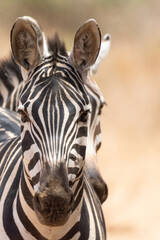 Zebra in Kenya in the savannah, Africa. Zebras are African equines with distinctive black-and-white striped coats. Family Equidae. - 470328275
