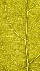 Leaf of fruit tree close up. Vivid yellow mosaic pattern of veins and plant cells. Mobile phone wallpaper. Abstract tinted vertical background. Macro
