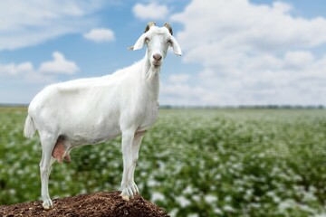 Obraz premium Little funny goat jumping on the field with flowers. Farm animals.