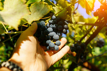 Bunch of black grapes on the vine. Close up view of fresh red wine grape in the farm.