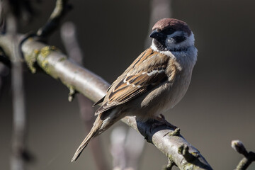 Bird on the tree