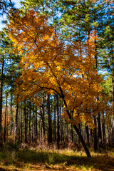 Fall at Carvers Creek State Park in Spring Lake, NC