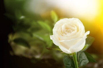 White big fresh rose on nature
