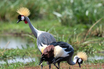 Two grey crowned crane (Balearica regulorum), also known as the African crowned crane, golden crested crane, golden-crowned crane, East African crane, East African crowned crane, African Crane, Easter - 470329210