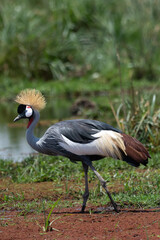 The grey crowned crane (Balearica regulorum), also known as the African crowned crane, golden crested crane, golden-crowned crane, East African crane, East African crowned crane, African Crane, Easter - 470329232