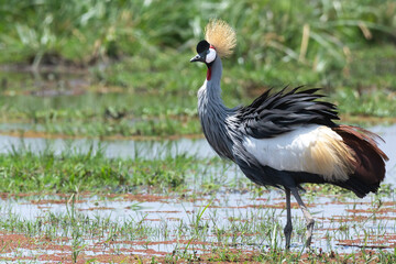 The grey crowned crane (Balearica regulorum), also known as the African crowned crane, golden crested crane, golden-crowned crane, East African crane, East African crowned crane, African Crane, Easter - 470329264