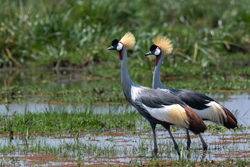 Two grey crowned crane (Balearica regulorum), also known as the African crowned crane, golden crested crane, golden-crowned crane, East African crane, East African crowned crane, African Crane, Easter - 470329267