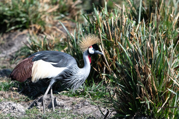 The grey crowned crane (Balearica regulorum), also known as the African crowned crane, golden crested crane, golden-crowned crane, East African crane, East African crowned crane, African Crane, Easter - 470329279