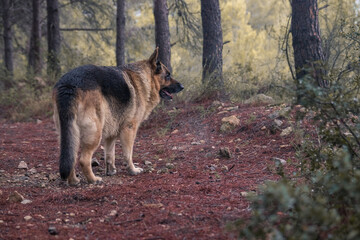 German shepherd dog walking through a rainy forest in autumn